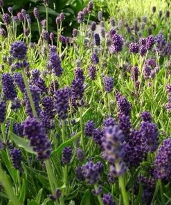 Future Forests Herbs Lavandula Angustifolia Ellagance Purple 9 Future Forests Herbs Lavandula Angustifolia Ellagance Purple