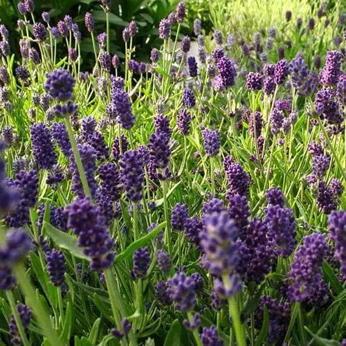 Future Forests Herbs Lavandula Angustifolia Ellagance Purple 6 Future Forests Herbs Lavandula Angustifolia Ellagance Purple