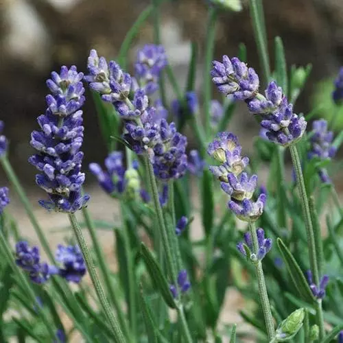 Future Forests Herbs Lavandula Angustifolia Ellagance Purple 5 Future Forests Herbs Lavandula Angustifolia Ellagance Purple
