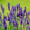 Future Forests Herbs Lavandula Angustifolia Ellagance Purple
