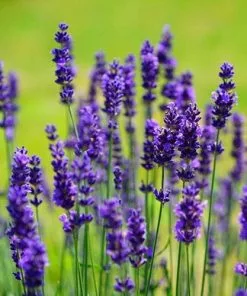Future Forests Herbs Lavandula Angustifolia Ellagance Purple
