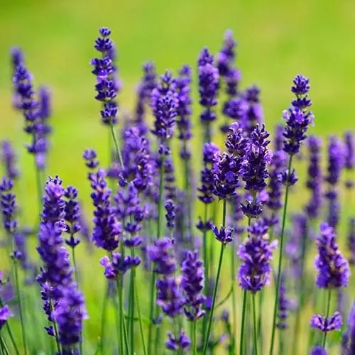 Future Forests Herbs Lavandula Angustifolia Ellagance Purple 3 Future Forests Herbs Lavandula Angustifolia Ellagance Purple