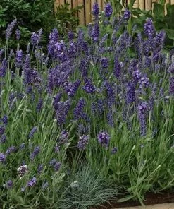 Future Forests Herbs Lavandula Angustifolia Ellagance Purple