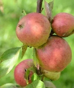Future Forests Apple Laxton Superb Fruit