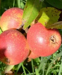 Future Forests Apple Laxton Superb Fruit