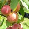 Future Forests Apple Laxton Superb Fruit
