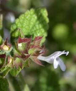 Future Forests Lemon Balm Herbs