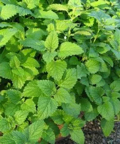 Future Forests Lemon Balm Herbs