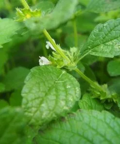 Future Forests Lemon Balm Herbs