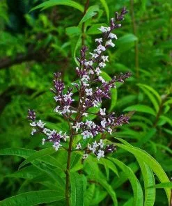 Future Forests Lemon Verbena
