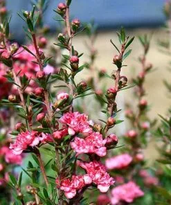 Future Forests Leptospermum Scoparium Coral Candy