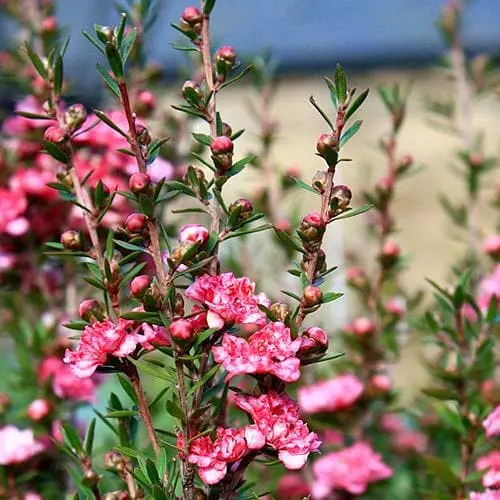 Future Forests Leptospermum Scoparium Coral Candy 4 Future Forests Leptospermum Scoparium Coral Candy