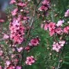 Future Forests Leptospermum Scoparium Coral Candy