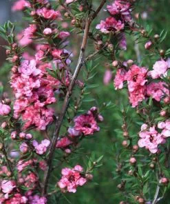 Future Forests Leptospermum Scoparium Coral Candy