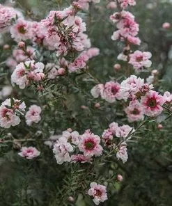 Future Forests Leptospermum Scoparium Coral Candy 8 Future Forests Leptospermum Scoparium Coral Candy