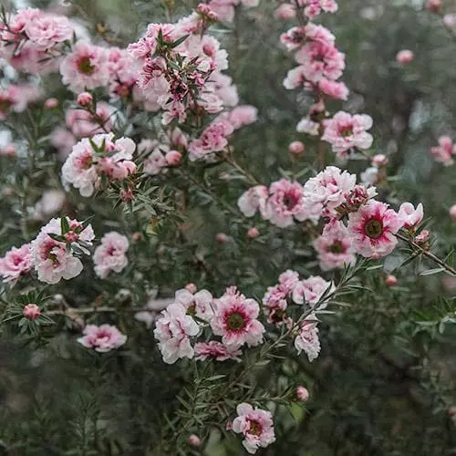 Future Forests Leptospermum Scoparium Coral Candy 5 Future Forests Leptospermum Scoparium Coral Candy