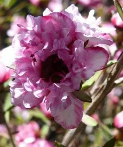 Future Forests Leptospermum Scoparium Coral Candy 9 Future Forests Leptospermum Scoparium Coral Candy
