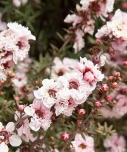 Future Forests Leptospermum Scoparium Apple Blossom