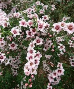 Future Forests Leptospermum Scoparium Apple Blossom