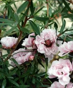 Future Forests Leptospermum Scoparium Apple Blossom