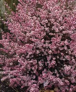 Future Forests Leptospermum Scoparium Martini Shrubs
