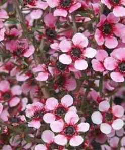 Future Forests Leptospermum Scoparium Martini Shrubs