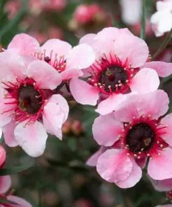 Future Forests Leptospermum Scoparium Martini Shrubs
