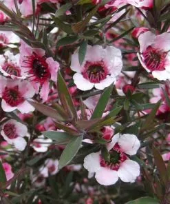 Future Forests Leptospermum Scoparium Martini Shrubs