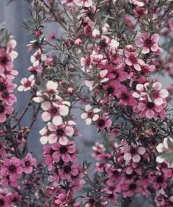 Future Forests Leptospermum Scoparium Martini Shrubs