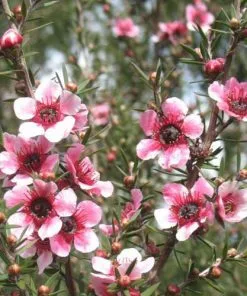 Future Forests Leptospermum Scoparium Martini Shrubs