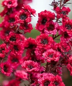 Future Forests Leptospermum Scoparium Winter Cheer