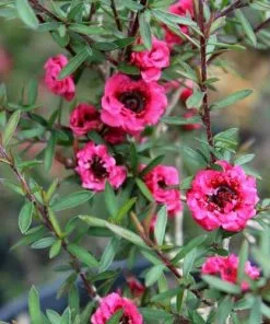 Future Forests Leptospermum Scoparium Winter Cheer