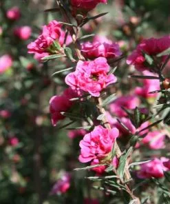 Future Forests Leptospermum Scoparium Winter Cheer