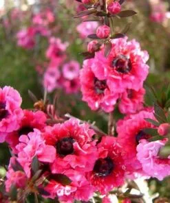 Future Forests Leptospermum Scoparium Winter Cheer