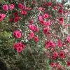 Future Forests Leptospermum Scoparium Winter Cheer