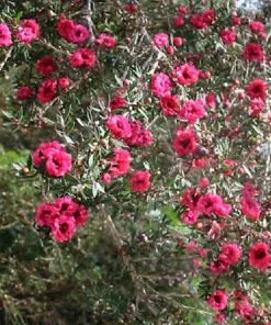Future Forests Leptospermum Scoparium Winter Cheer