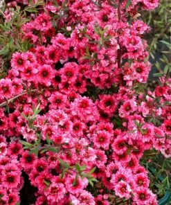Future Forests Leptospermum Scoparium Winter Cheer