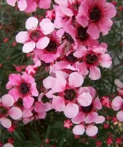 Future Forests Leptospermum Scoparium Martini Shrubs