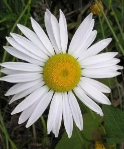 Future Forests Leucanthemum Vulgare