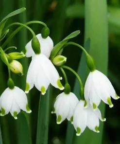 Future Forests Bulbs Leucojum Aestivum