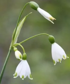 Future Forests Bulbs Leucojum Aestivum 12 Future Forests Bulbs Leucojum Aestivum