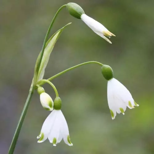 Future Forests Bulbs Leucojum Aestivum 5 Future Forests Bulbs Leucojum Aestivum