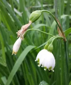 Future Forests Bulbs Leucojum Aestivum 15 Future Forests Bulbs Leucojum Aestivum