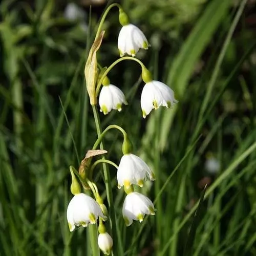 Future Forests Bulbs Leucojum Aestivum 9 Future Forests Bulbs Leucojum Aestivum