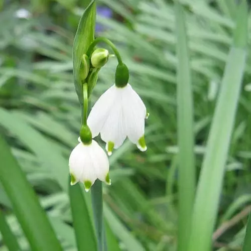 Future Forests Bulbs Leucojum Aestivum 10 Future Forests Bulbs Leucojum Aestivum