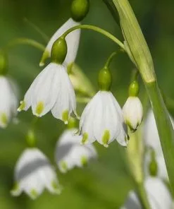Future Forests Leucojum Aestivum Gravetye Giant