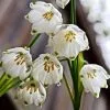 Future Forests Leucojum Aestivum Gravetye Giant