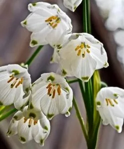 Future Forests Leucojum Aestivum Gravetye Giant