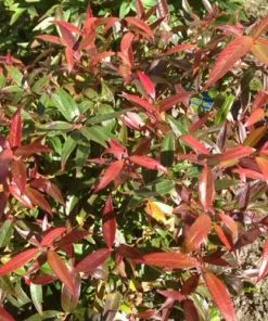 Future Forests Leucothoe Keiskei Burning Love