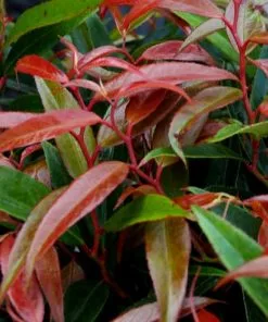 Future Forests Leucothoe Keiskei Burning Love